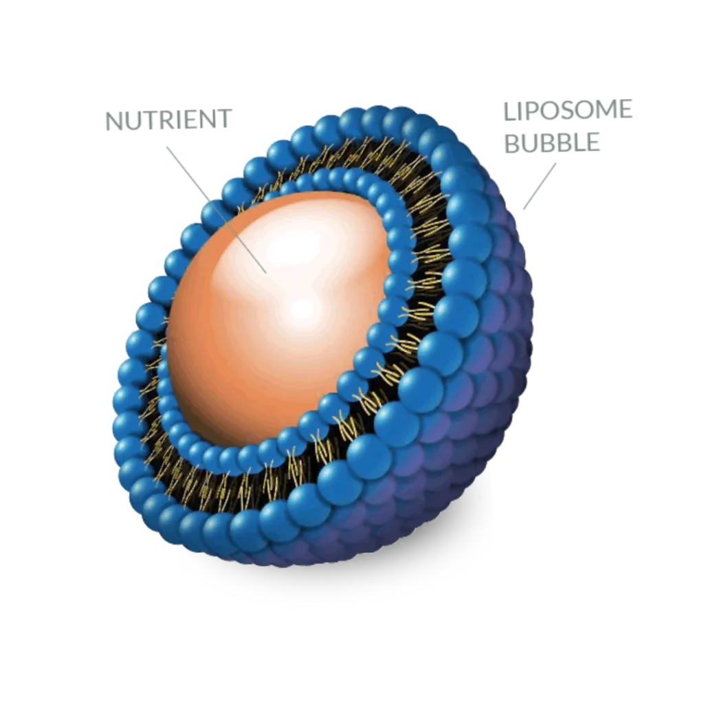 Liposome